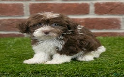 Havanese dogs for sale: Mya - Image 3