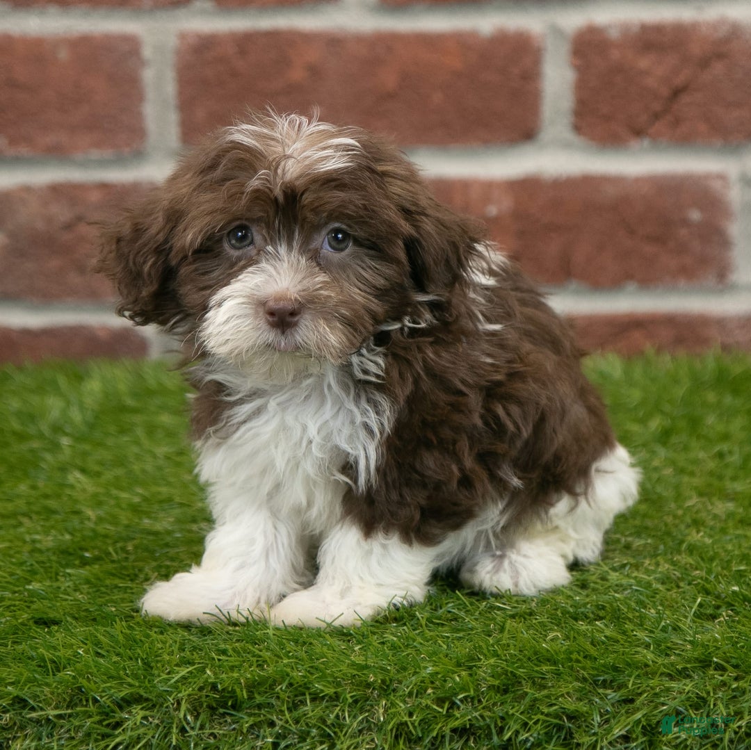 Havanese dogs for sale: Mya - Image 3