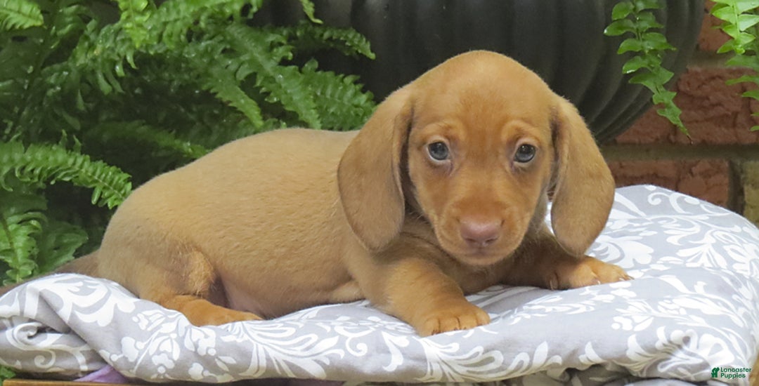 Miniature Dachshund dogs for sale: Trevor - Image 6
