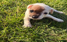 Jack Russell Terrier dogs for sale: Sandy - Image 2