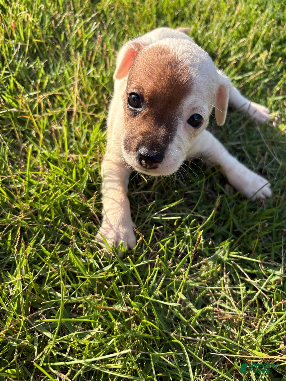 Jack Russell Terrier dogs for sale: Sandy - Image 2