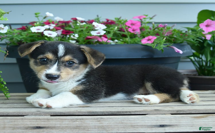 Welsh Corgi Pembroke dogs - Advert 22