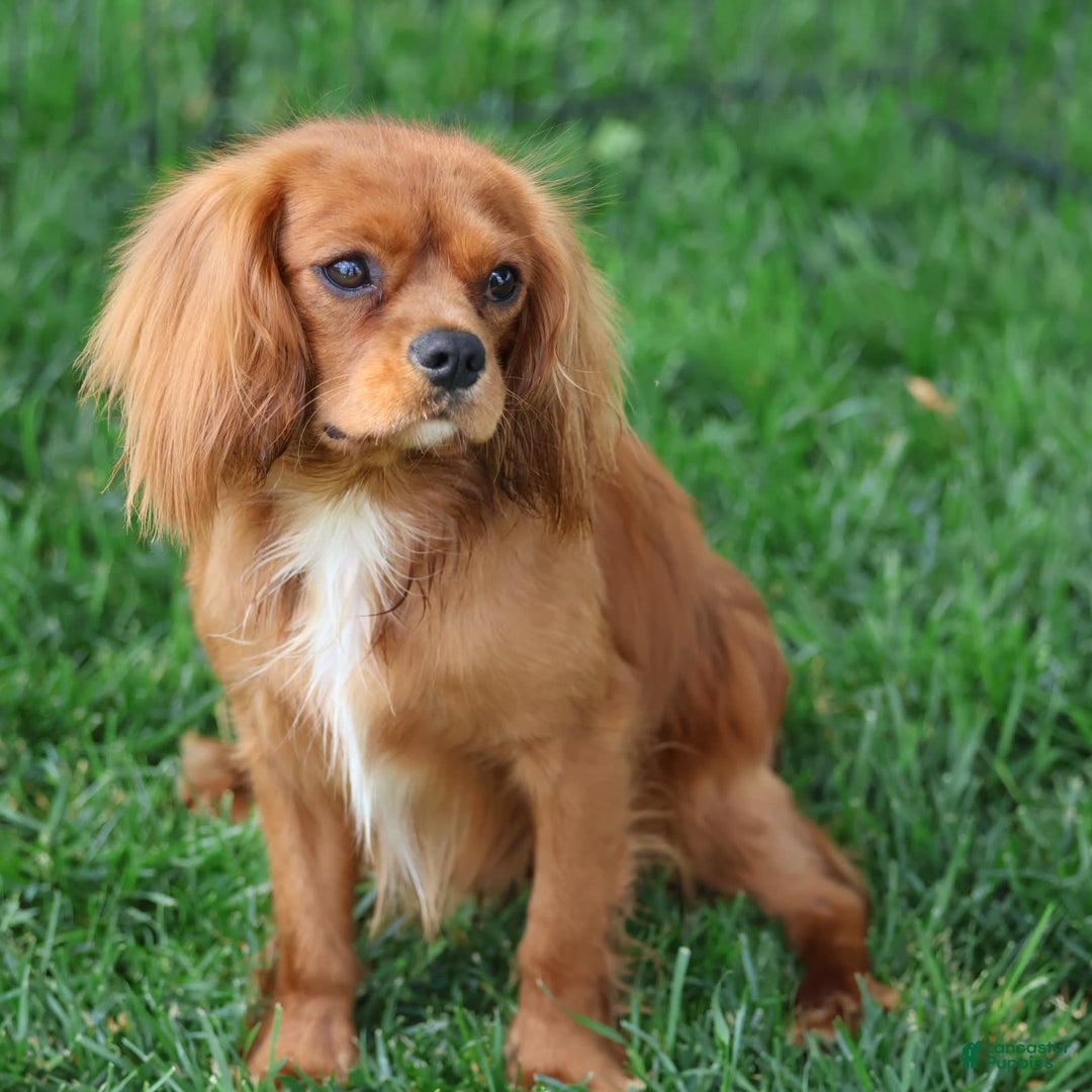 Cavalier King Charles Spaniel dogs for sale: Jax - Image 8
