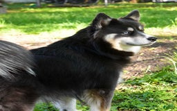 Pomsky dogs for sale: Magneto - Image 10