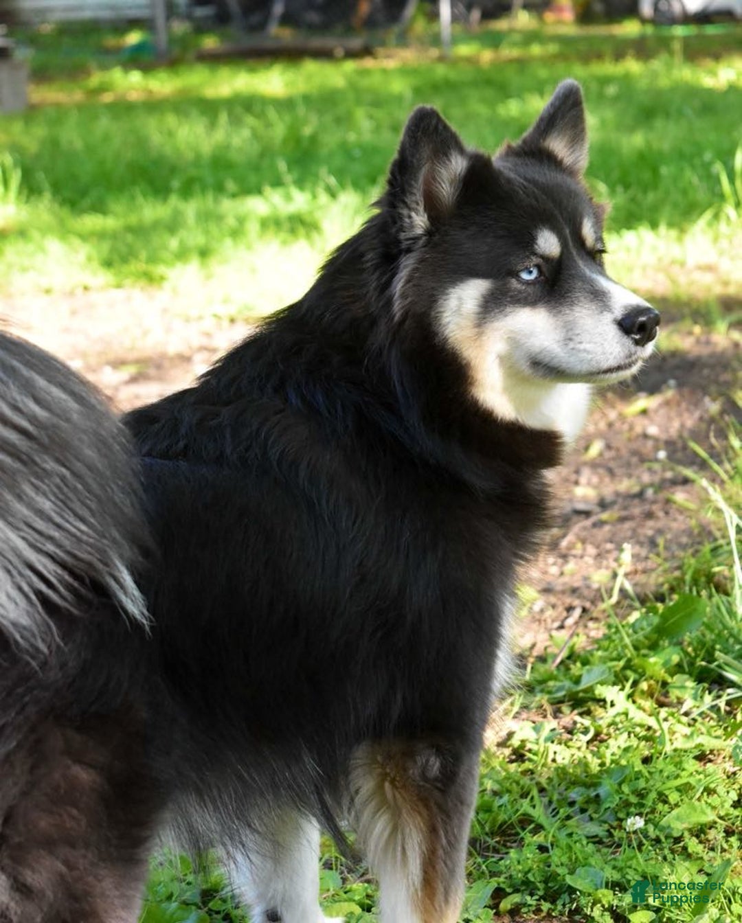 Pomsky dogs for sale: Magneto - Image 10