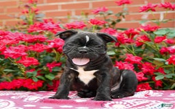 Frenchton dogs for sale: Forde - Image 3