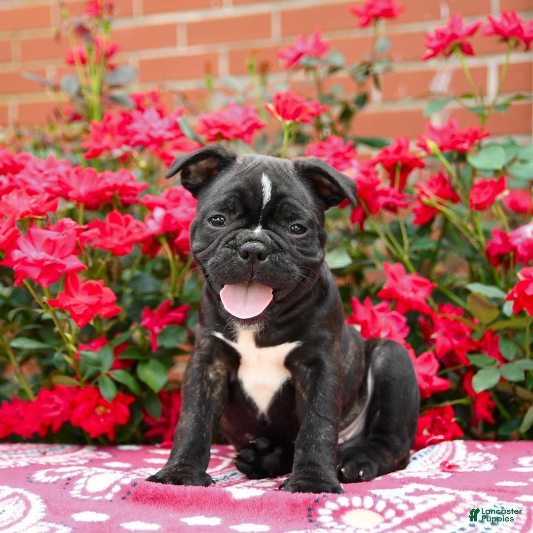 Frenchton dogs for sale: Forde - Image 3