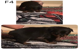 Rottweiler dogs for sale: F4 - Image 1
