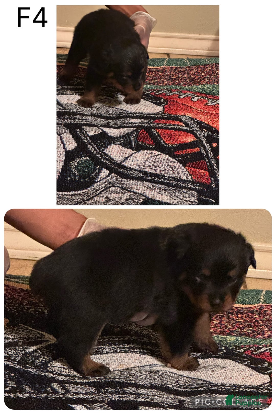 Rottweiler dogs for sale: F4 - Image 1