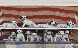 Dalmatian dogs for sale: Heidi - Image 5