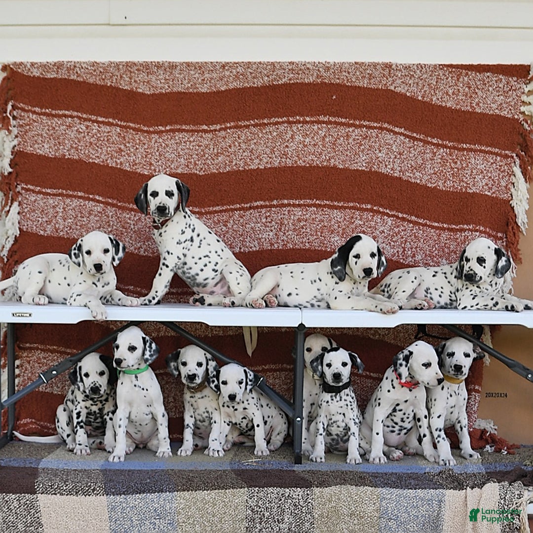 Dalmatian dogs for sale: Heidi - Image 5