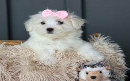 Maltese dogs for sale: Samantha - Image 16