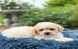 Bichpoo dogs for sale: Simon - Image 1
