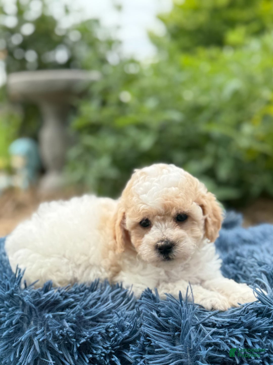 Bichpoo dogs for sale: Simon - Image 1