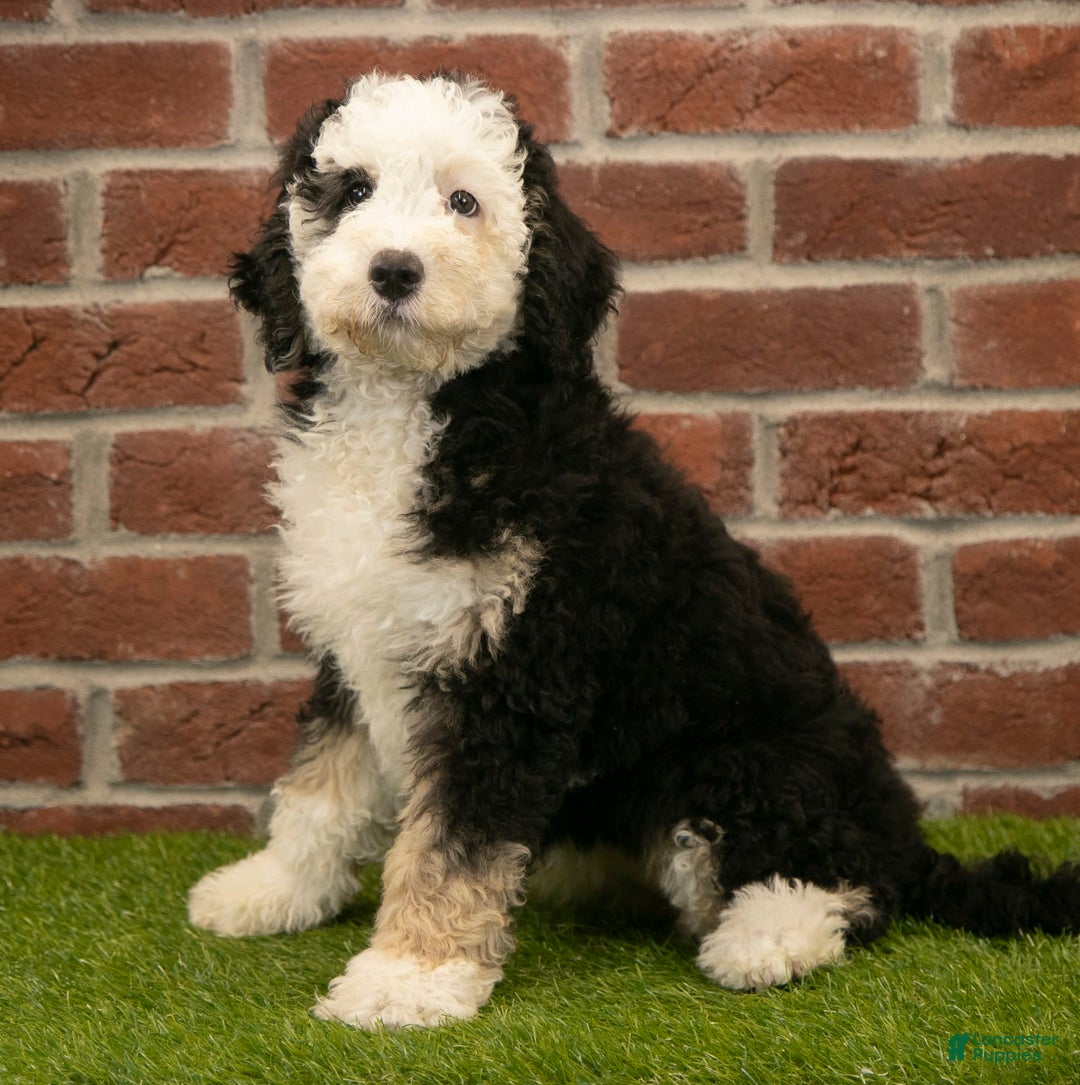 Mini Bernedoodle dogs for sale: Brooklyn - Image 10