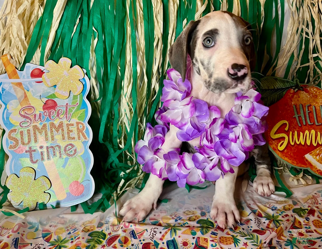 Great Dane dogs for sale: Sally Akc Harlequin - Image 7