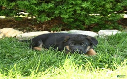 German Shepherd dogs for sale: Millie - Image 6