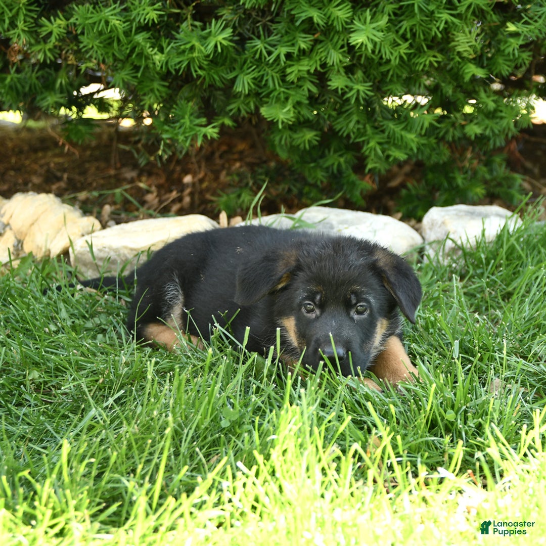 German Shepherd dogs for sale: Millie - Image 6