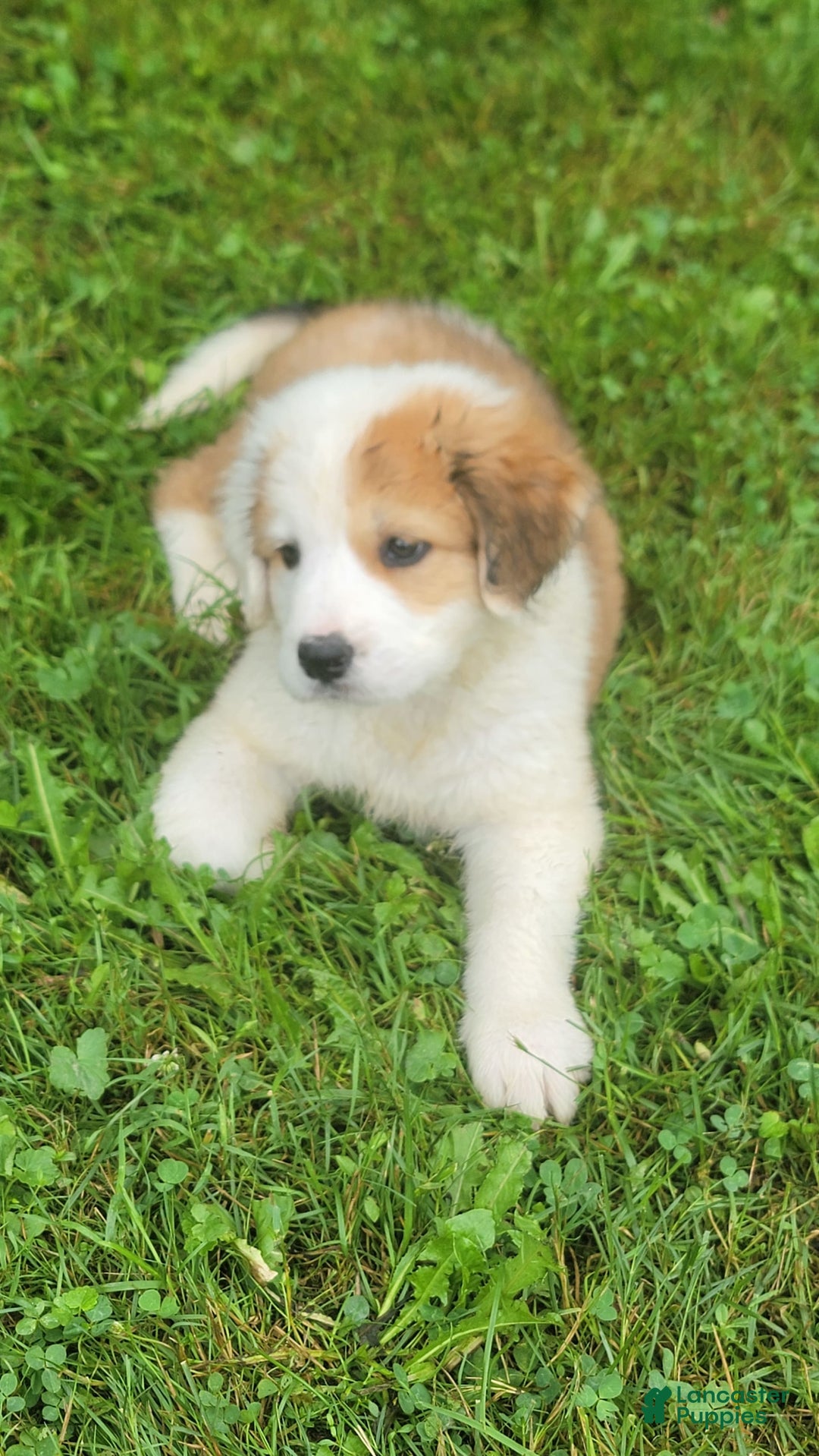 Bernese Mountain Dog dogs for sale: Great Bernese 5 - Image 1