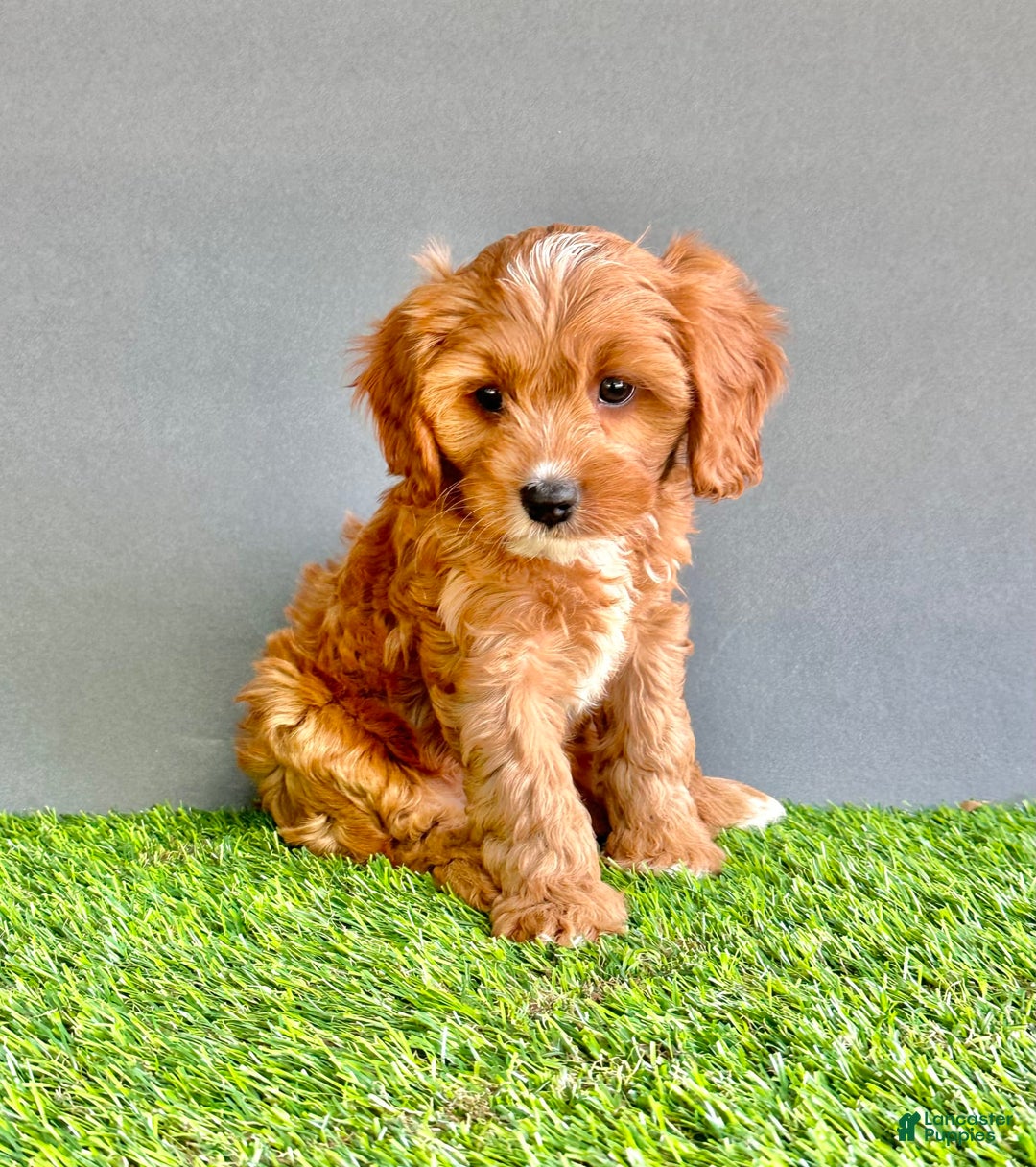 Cavapoo dogs for sale: Teddy - Image 3