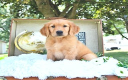 Golden Retriever dogs for sale: Abram - Image 10
