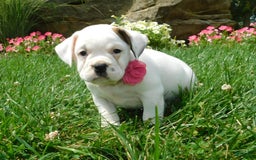 English Bulldog dogs for sale: Jewel - Image 3