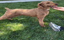 Standard Poodle dogs for sale: Ike - Image 5