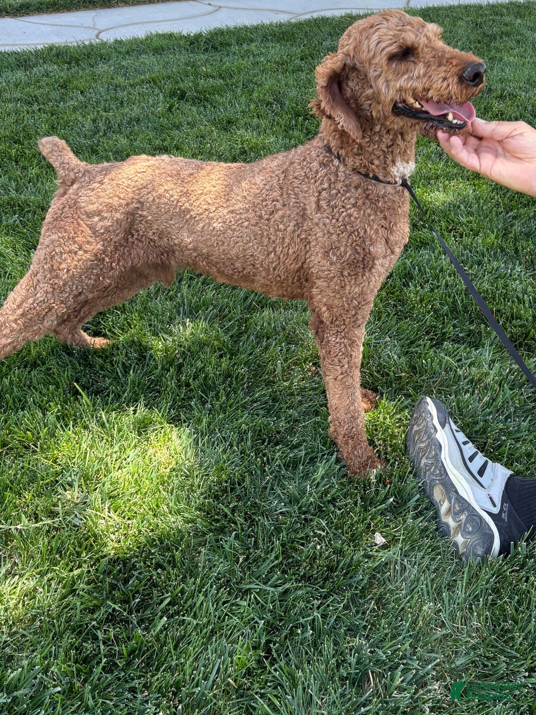 Standard Poodle dogs for sale: Ike - Image 5