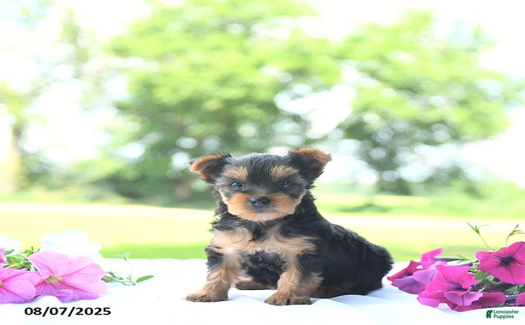 Yorkshire Terrier dogs for sale - Ad 3