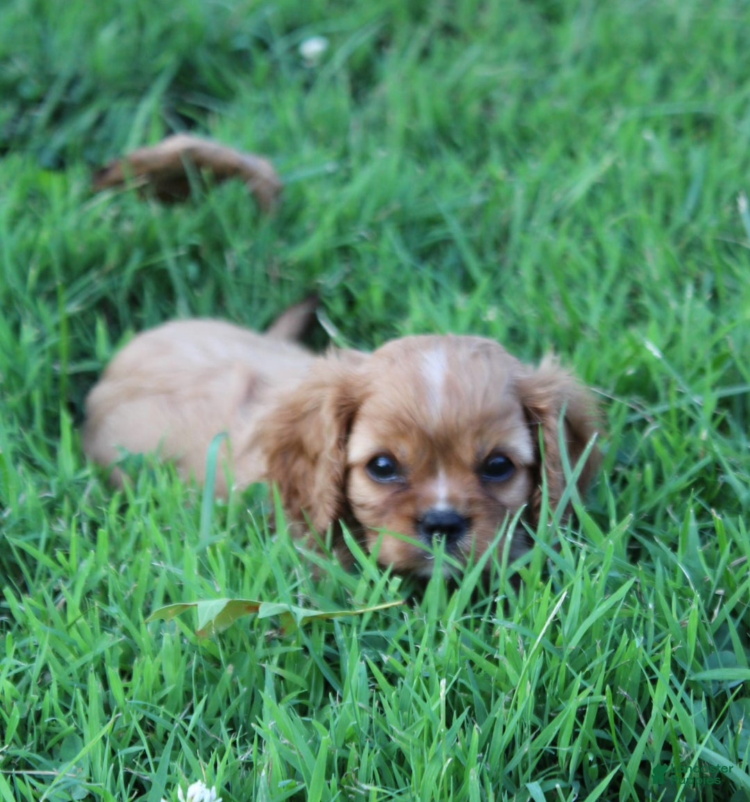 Cavalier King Charles Spaniel dogs for sale: Harper - Image 1