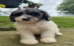 Cavapoo dogs for sale: Frankie - Image 2