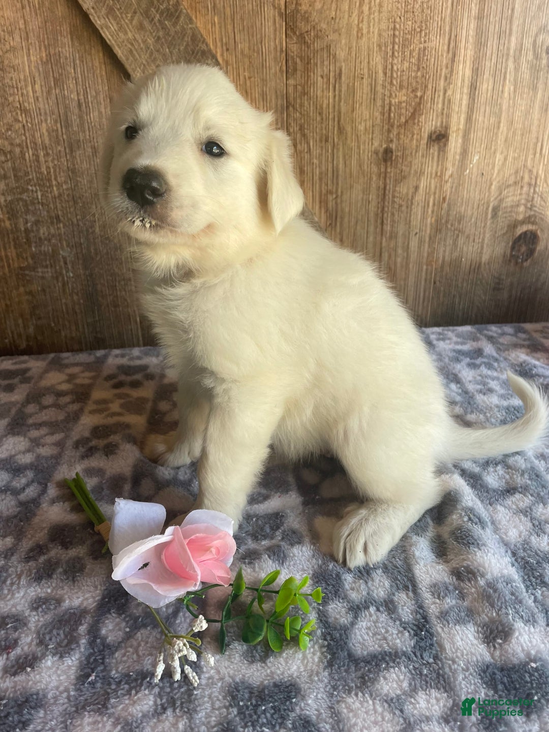 Great Pyrenees dogs for sale: Jasmine - Image 4