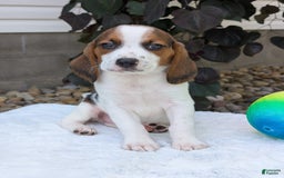 Beagle dogs for sale: Charlie - Image 13