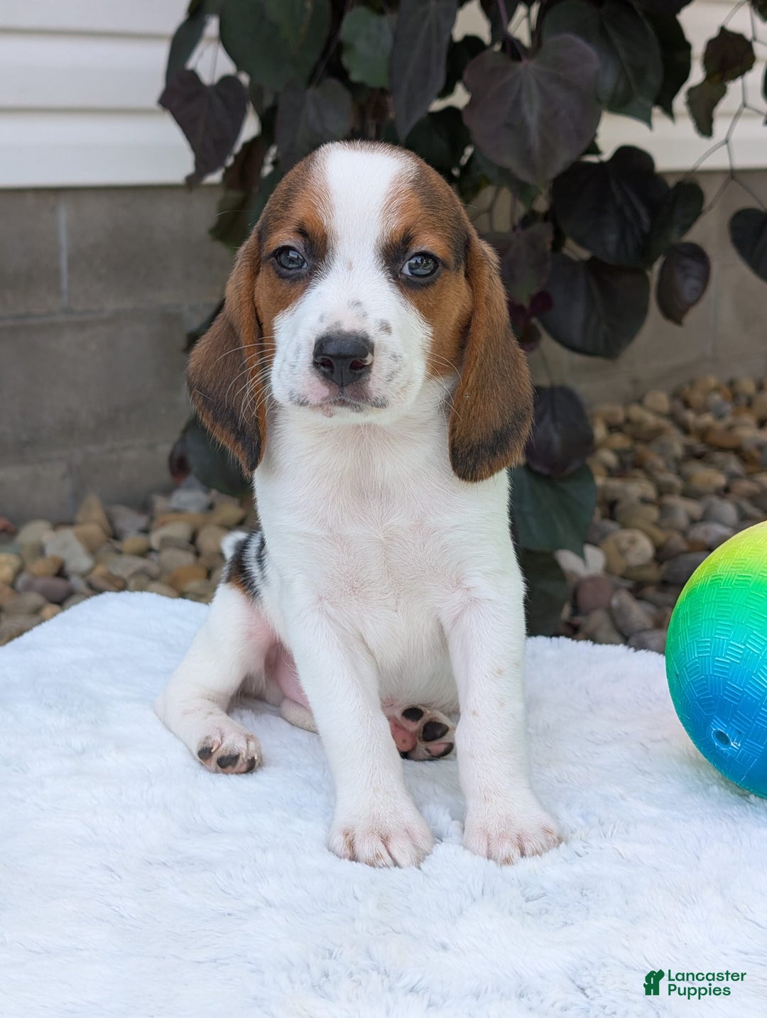 Beagle dogs for sale: Charlie - Image 13