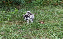 Alaskan Klee Kai dogs for sale: Zodiac/no Collar - Image 2