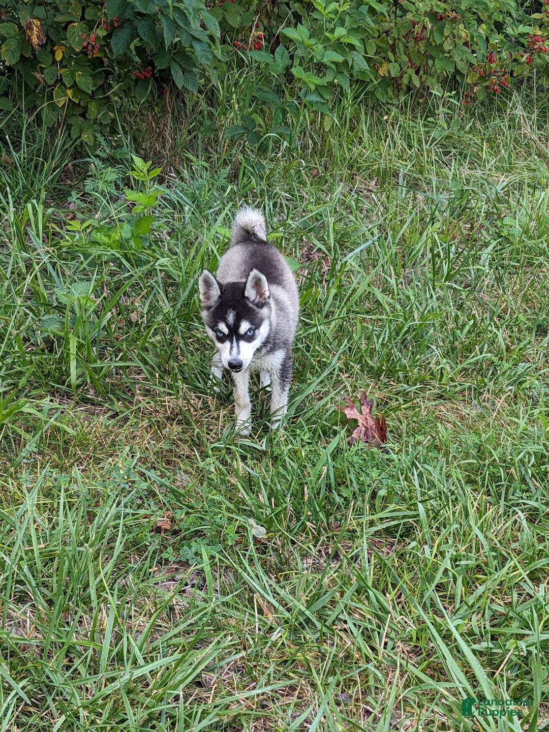 Alaskan Klee Kai dogs for sale: Zodiac/no Collar - Image 2