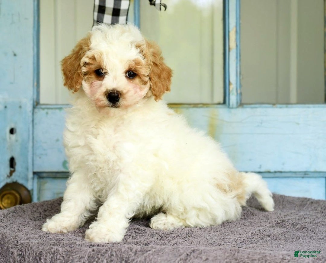 Havapoo dogs for sale: Daisy - Image 4