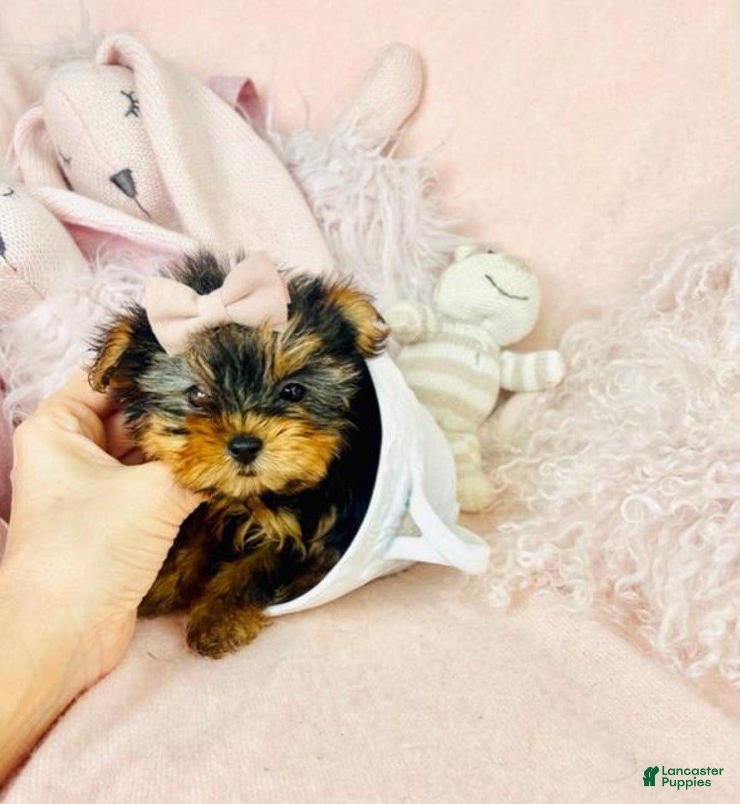 Yorkshire Terrier dogs for sale: Julia - Image 1
