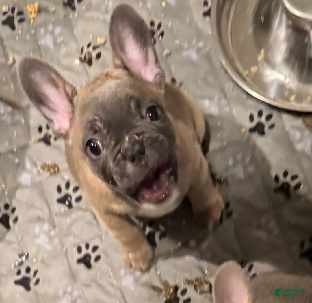 French Bulldog dogs for sale: Zeus - Image 6