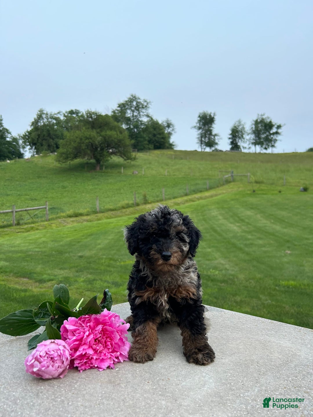 Mini Aussiedoodle dogs for sale: Mini Aussiedoodle 6 puppies - Image 4