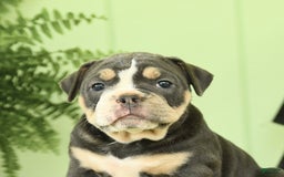 Olde English Bulldogge dogs for sale: Cassie - Image 1