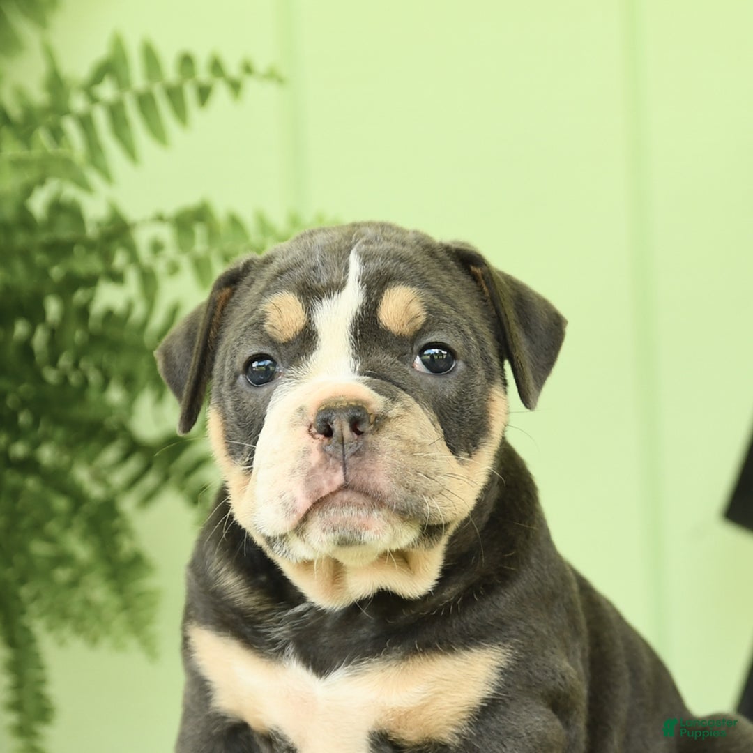 Olde English Bulldogge dogs for sale: Cassie - Image 1
