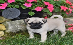Pug dogs for sale: Sara - Image 2