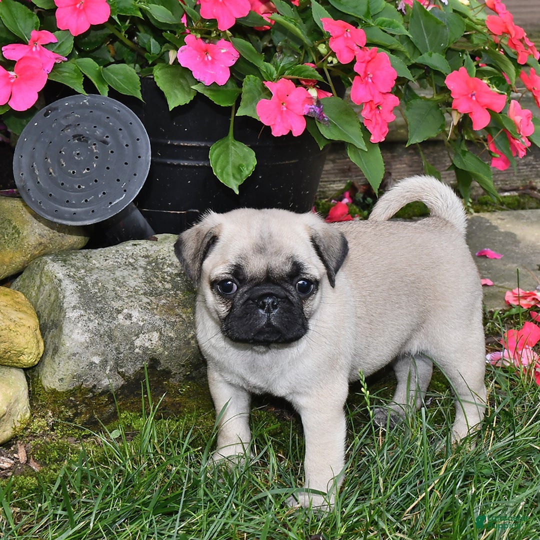 Pug dogs for sale: Sara - Image 2