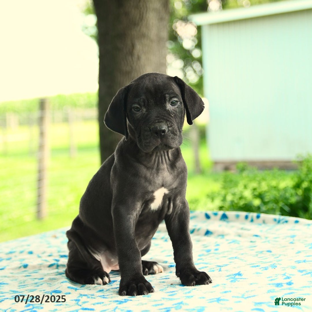 Cane Corso dogs for sale: Hanna - Image 4