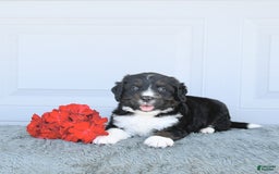 Miniature Bernese Mountain Dog dogs for sale: Mason - Image 2