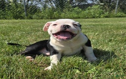 Olde English Bulldogge dogs for sale: Roger - Image 9