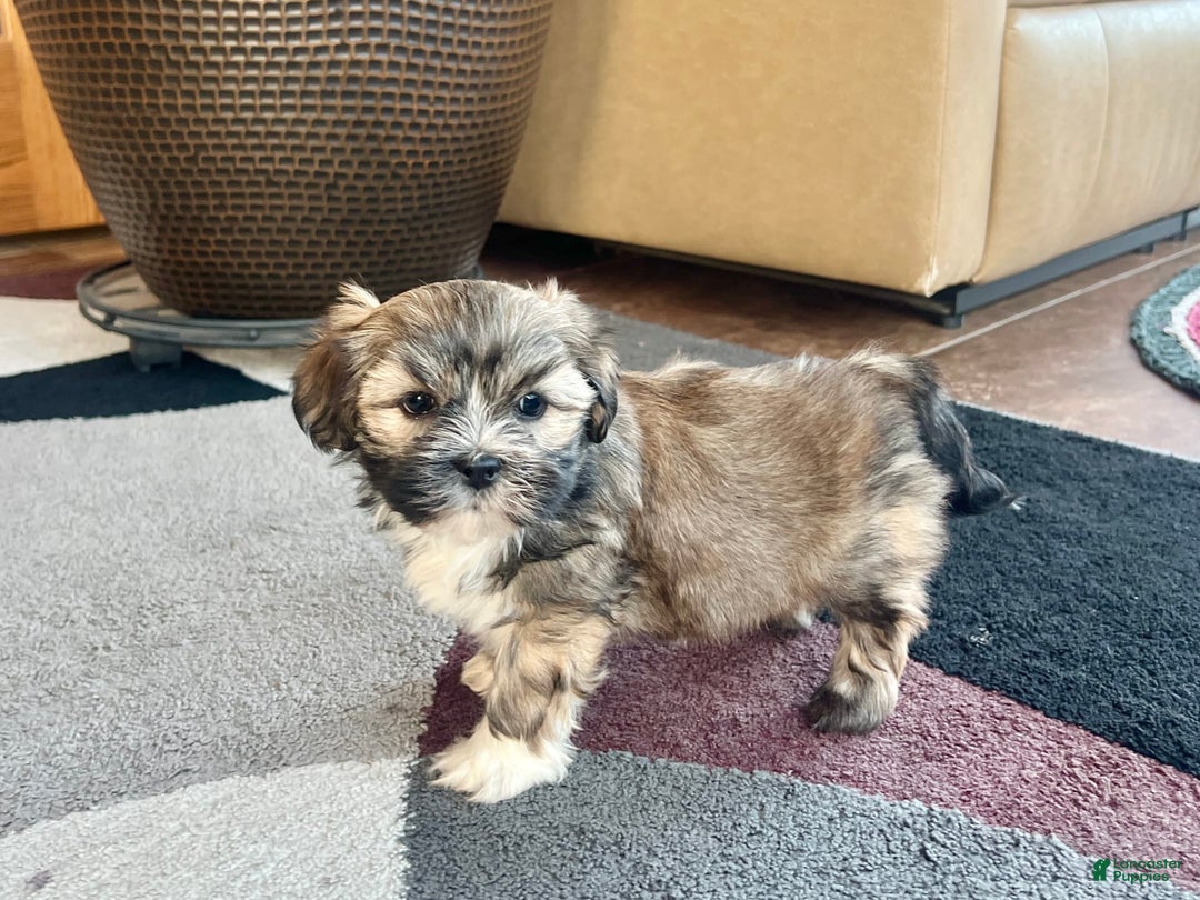 Lhasa Apso dogs for sale: Lola - Image 2