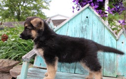 German Shepherd dogs for sale: Bear - Image 2