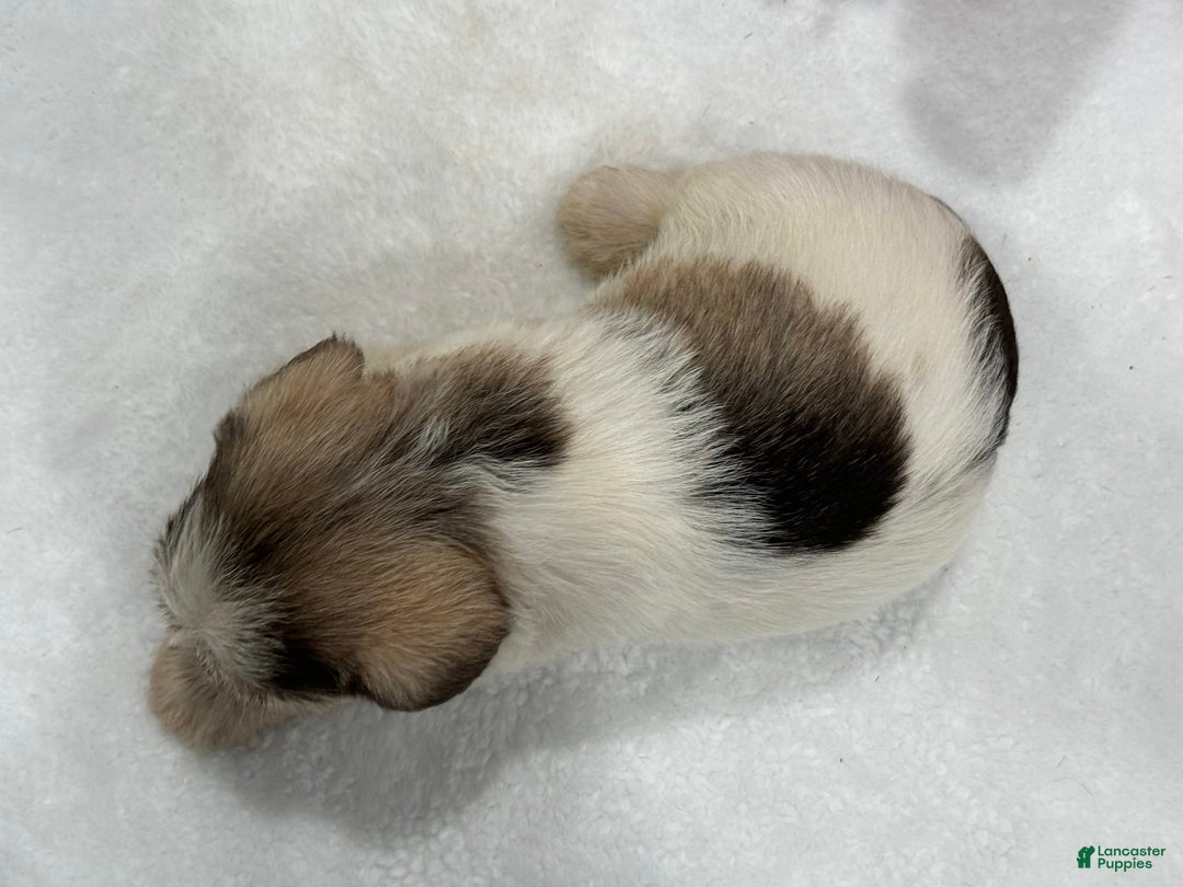 Miniature Schnauzer dogs for sale: Paisley Male 2 - Image 7